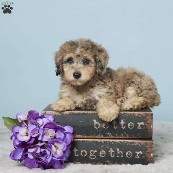 Izzy, Miniature Poodle Puppy